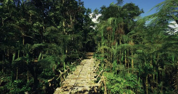Lush trail lined with bamboo and palms perfect for pictures, Nature lovers can find ideal photo settings along winding bamboo and palmlined pathways
