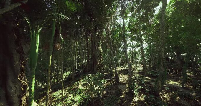 Shadowed forest interior dense with undergrowth, low light and thick canopy creating dim, textured scene, mossy trunks and tangled vines, damp leaf litter