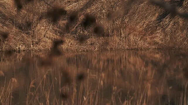 枯草の中の静かな沼