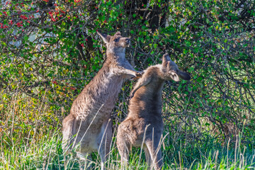 Obraz premium Mum letting Joey know she is still the boss - Eastern Grey Kangaroos in the paddock