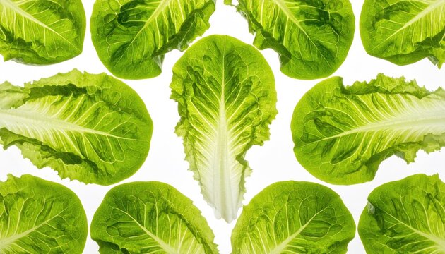 Fresh green romaine lettuce leaves on white background pattern