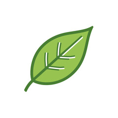 Obraz premium A vibrant green leaf with prominent veins