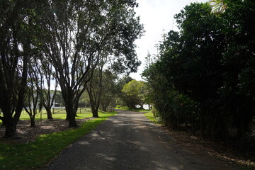 Fototapeta premium A delightful tree lined country lane 