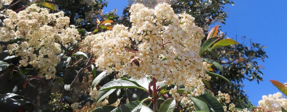 Photinia glabra flowers or Japanese photinia tree in Florida nature