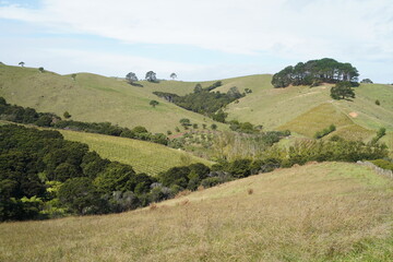 Obraz premium A stunning view across Waiheke Island farmland
