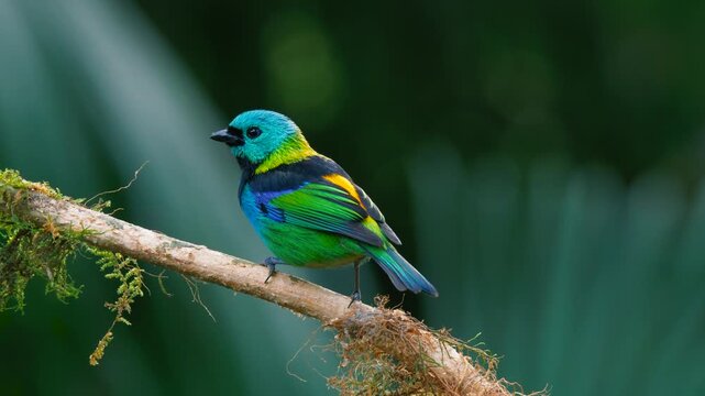 Green-headed tanager Close-Up Perched on Branch and then flying away in Tropical Rainforest