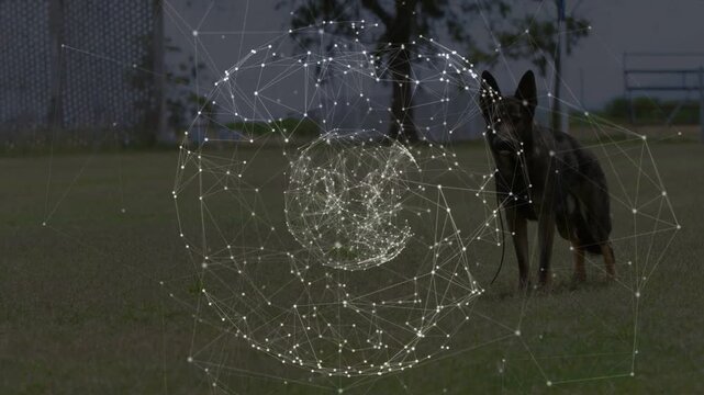 Network appearing, orb rotating and morphing while dog panting, illustrating overlay over grass