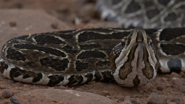 viper sticking out its tongue	
