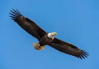 Obraz premium Majestic Bald Eagle Soaring Freely in a Clear Blue Sky.