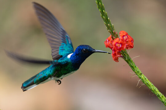 White necked Jacobin hovering around flower