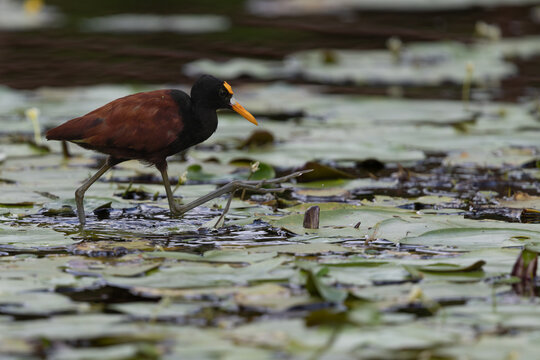 northern jacana balancing on waterlilies