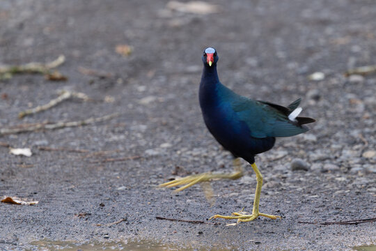 Purple gallinule crossing the road 