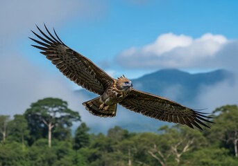 Fototapeta premium Majestic Philippine Eagle Soaring Above Lush Green Forest Canopy.