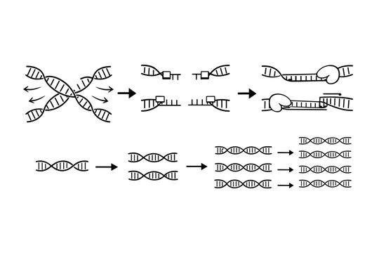 PCR Amplification Cycle Diagram Illustrating Denaturation Annealing and Extension Stages with DNA Helix Primers and Polymerase Enzyme for Exponential Genetic Replication and Science Education
