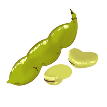 Fava beans illustration