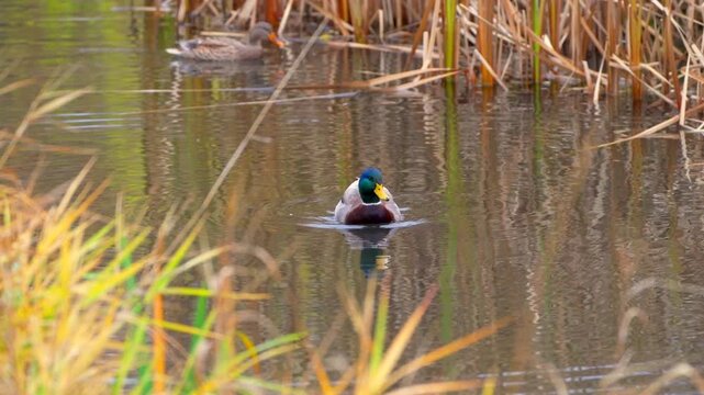 Male and female mallard ducks in a vibrant wetlands bird sanctuary with foliage in the foreground and background