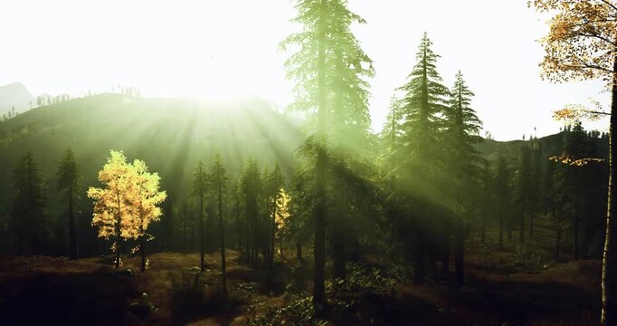 golden light shafts through dense forest create dramatic shadow and contrast, particles in air emphasize depth and mood for cinematic nature storytelling