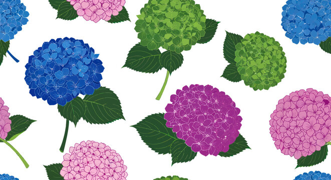 Colorful Hydrangea Flowers in Bloom.