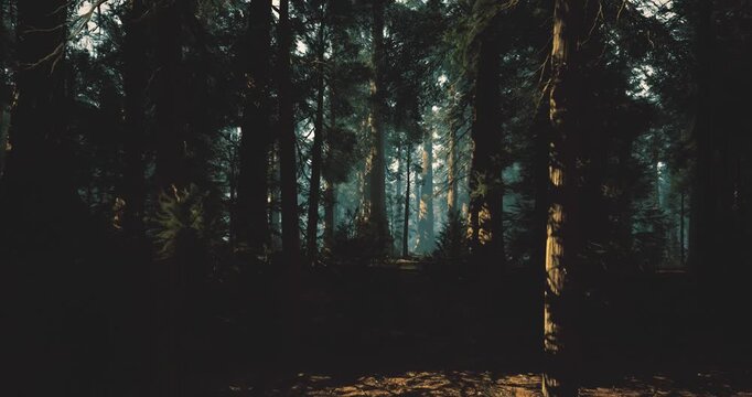 Twilight pine forest under cool haze, muted blue tones and lengthening shadows create moody cinematic feel, quiet understory and subtle glow between trunks