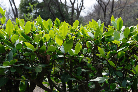 ゲッケイジュ（月桂樹、学名: Laurus nobilis）は、クスノキ科の常緑高木の1種である。