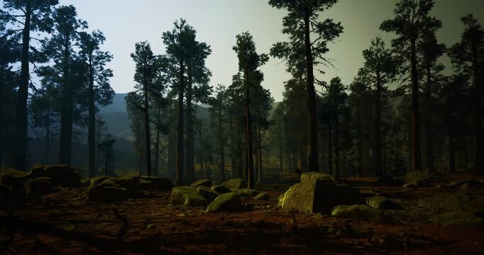 twilight pine stand with elongated shadows and cool blue tones, dusk atmosphere settling across trunks, hush of evening and cinematic contrast between dark