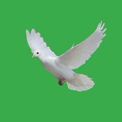 Obraz premium White dove soars against vibrant green background