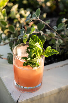 Pink Summer Cocktail with Mint in Bright Sunny Garden 