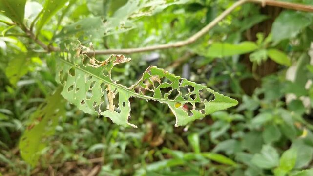 Perforated barringtonia racemosa leaves plant due to being eaten by caterpillars insect. Closeup.
