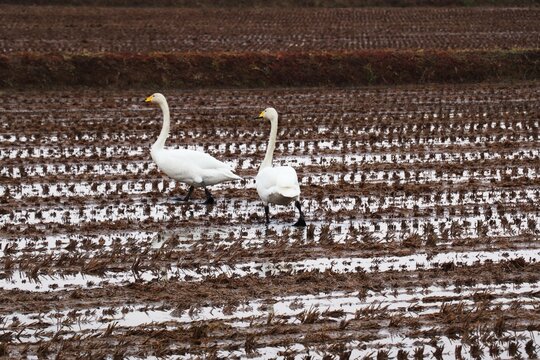 雪解けの田んぼに集まる白鳥の群れ（北海道の自然・渡り鳥）