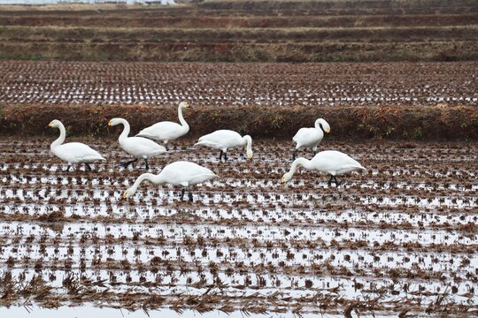 雪解けの田んぼに集まる白鳥の群れ（北海道の自然・渡り鳥）