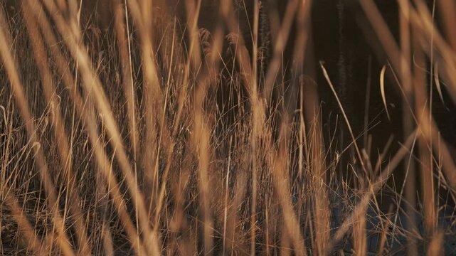 枯草の中の静かな沼