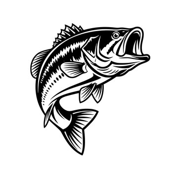 A large mouth bass jumping out of the water Vector, illustration
