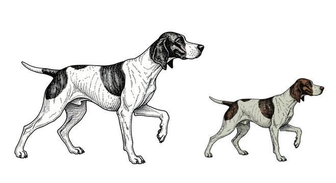Two Pointer Dogs, One Sketch, One Colored, Walking