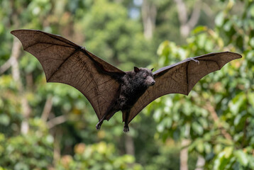 Fototapeta premium Black flying fox fruit bat in flight with extended wings