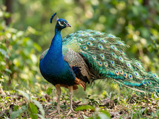 Fototapeta premium Majestic peacock with brilliant iridescent plumage and tail feathers