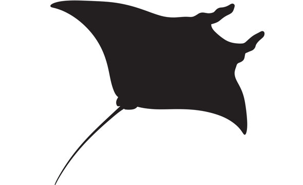 Shark silhouette swimming with streamlined body and curved dorsal fin on white background featuring marine animal, ocean, sea life with predator and