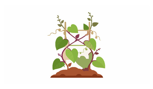 Basella alba plant growing in soil tropical vegetable vector