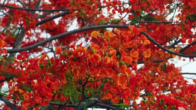 Red peacock flower tree or flamboyant deciduous trees provide shade.