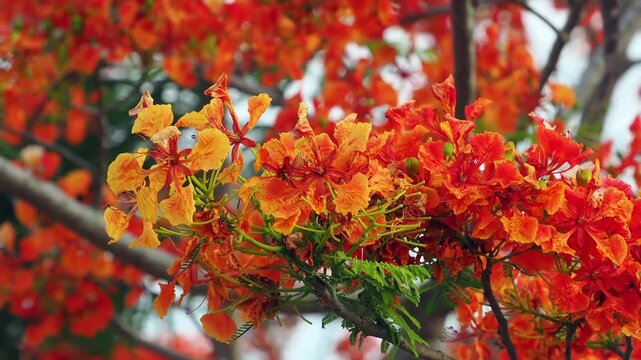 Red peacock flower tree or flamboyant deciduous trees provide shade.