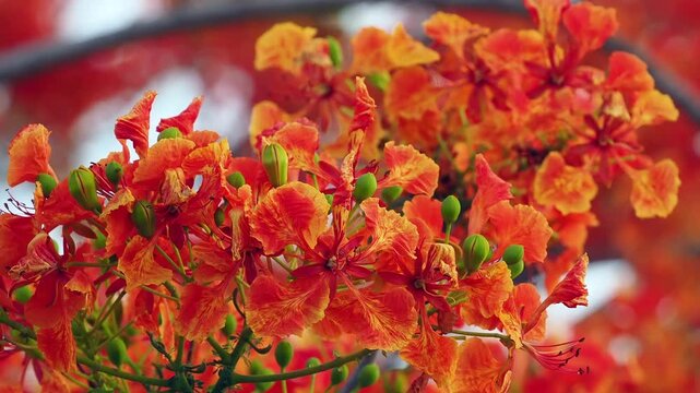Red peacock flower tree or flamboyant deciduous trees provide shade.