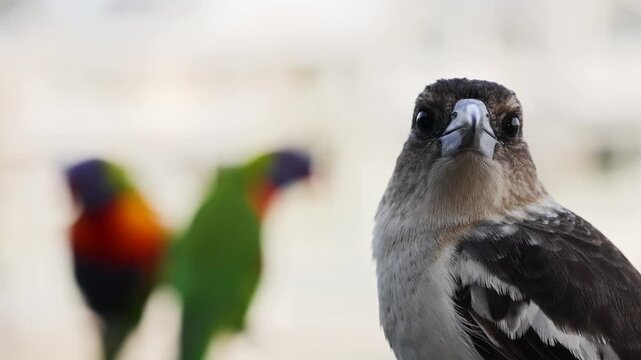 Australian butcherbird sitting close up with blurry rainbow lorikeets in background during daylight.