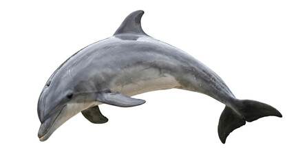 Fototapeta premium dolphin swimming isolated on transparent background