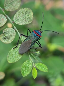 Metallic green insect on a green leaf of the stonebreaker plant