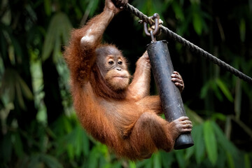 Portrait of the Baby Sumatran Orangutan   © Riadi