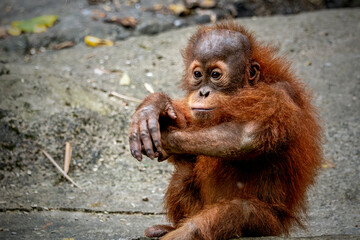 Portrait of the Baby Sumatran Orangutan   © Riadi