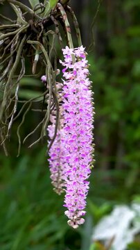 Vertical video of Kapow Phul or Foxtail Orchids with three sticks of Assam blooming 4
