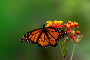 monarch butterfly on flower © Julio