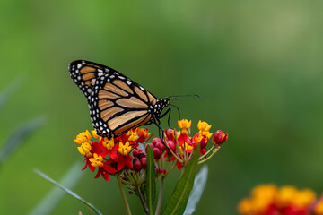 Obraz premium butterfly on flower