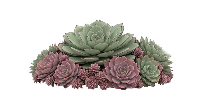 types of spineless cactus Cactus Spineless Prickly Pear Old Mexico – Texas Tree Farms