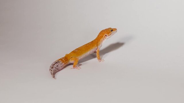 A close-up view of an orange gecko, with its tail, body, and head visible, moving slowly on a white background.